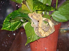 Morpheus on plant