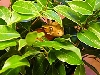 Trinity peaking out of ficus2