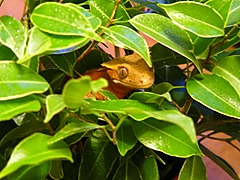 Trinity peaking out of ficus2