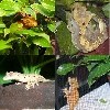 crested geckos