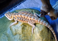 New beardie Jill