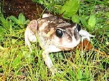 Marbled burrowing frog