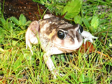 Marbled burrowing frog