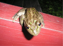 Motorbike frog