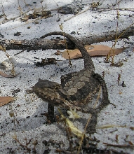 Wild beardie