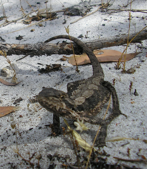 Wild beardie