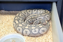 Hypo Mojave Female