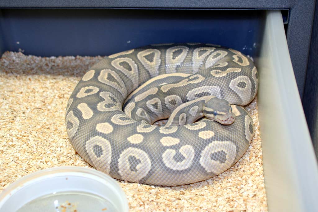 Hypo Mojave Female