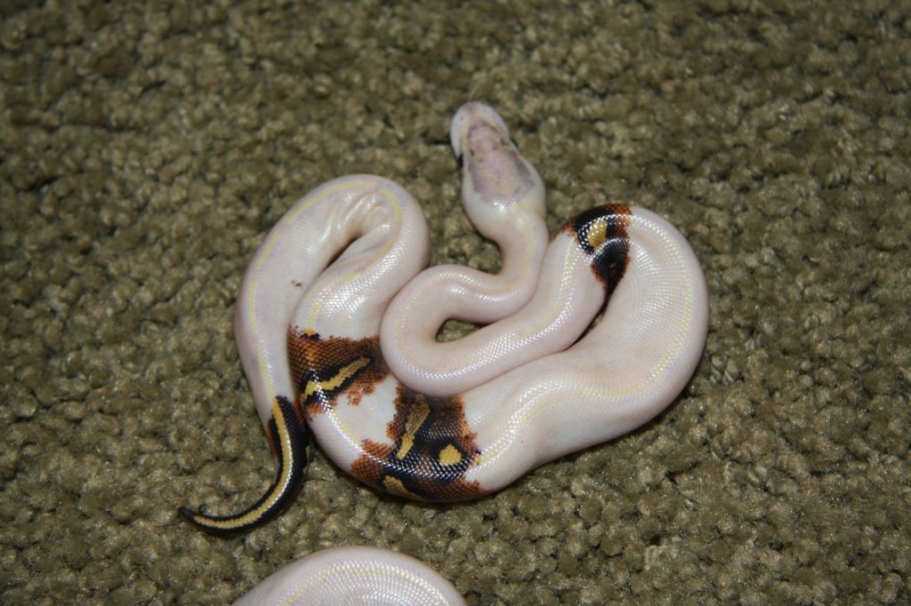 ivory