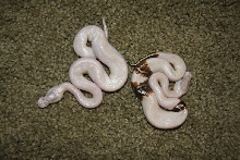 ivorys