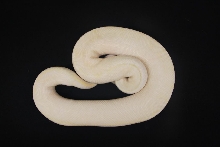pastel ivory