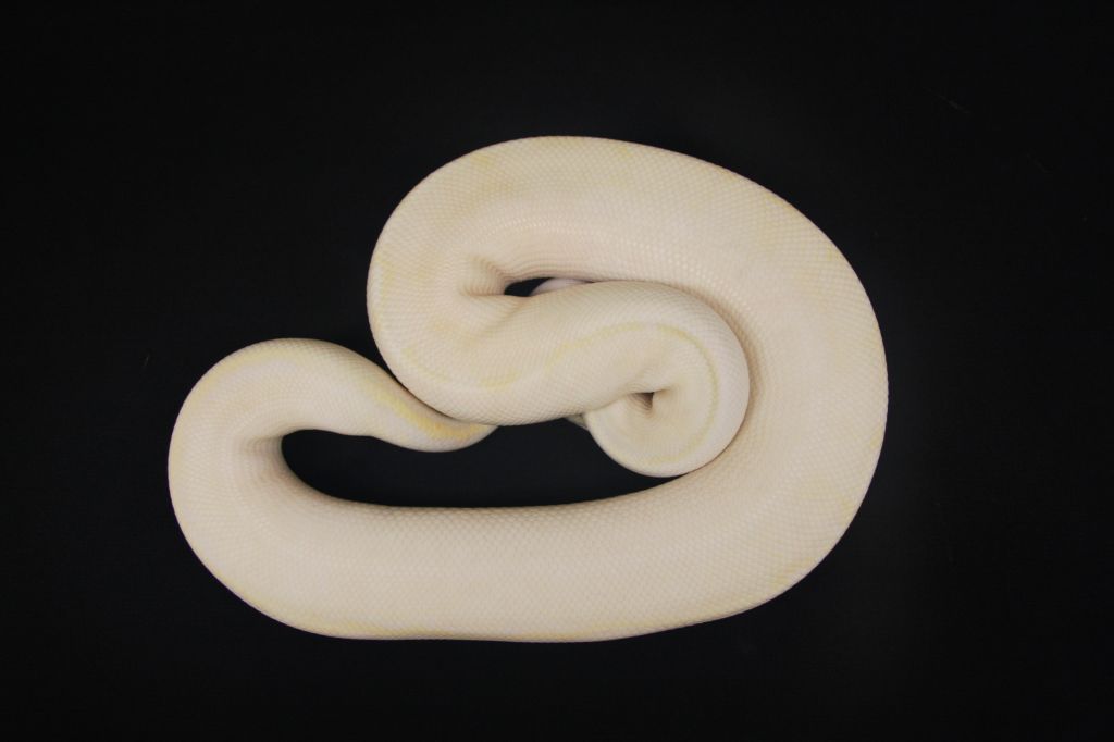 pastel ivory