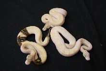 ivorys