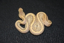 hypo jigsaw