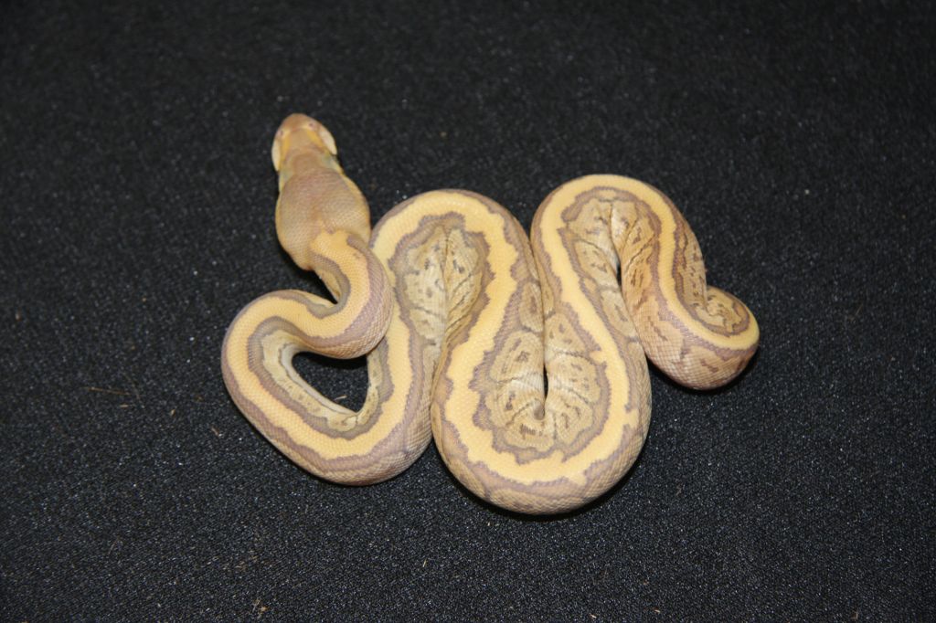 hypo jigsaw