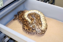 male lesser female spider breeding