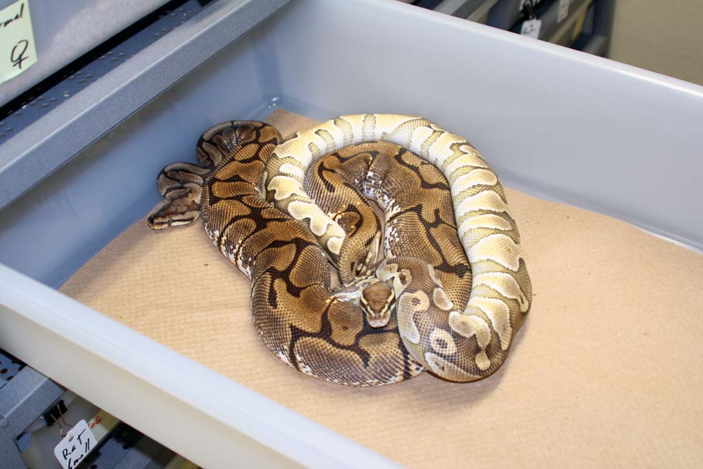 male lesser female spider breeding