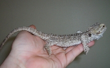 2yr old beardie