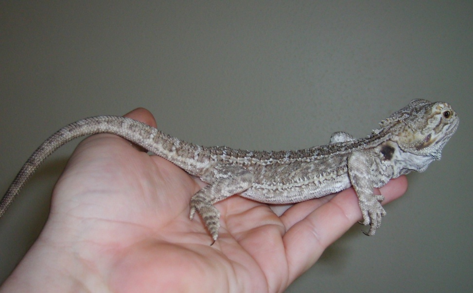 2yr old beardie
