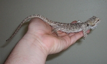 2yr old beardie2