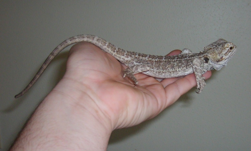 2yr old beardie2