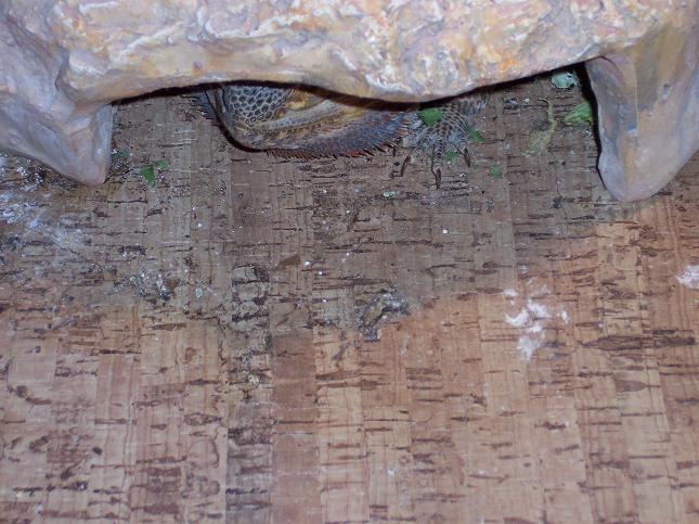 shelf liner