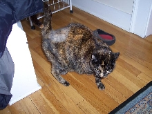 small freja