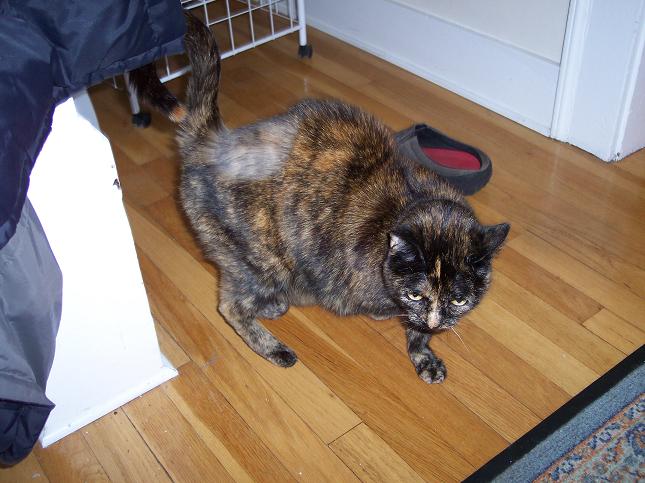 small freja