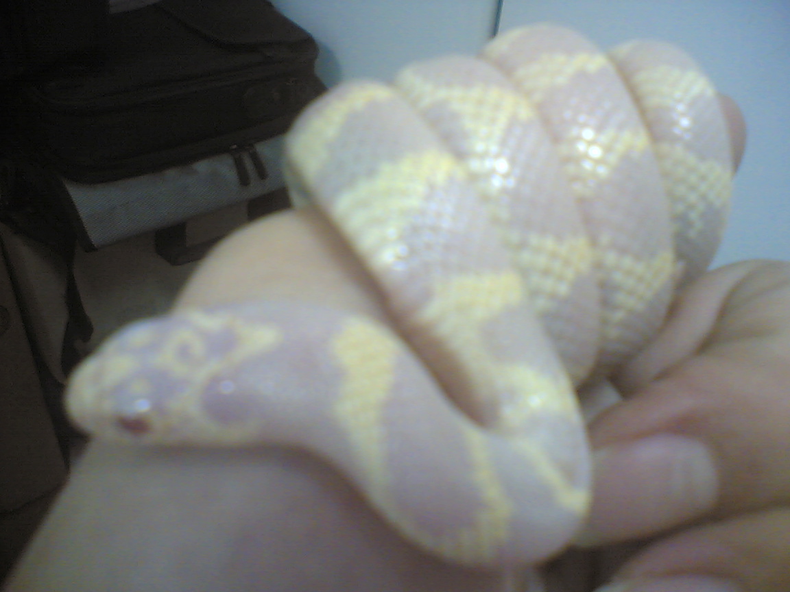 Albino Yellow Jagon King