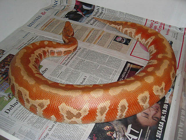 WC female from Indo