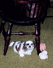 Under the chair