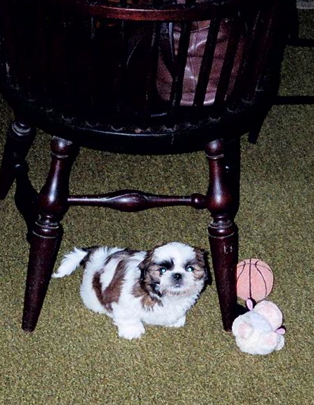 Under the chair