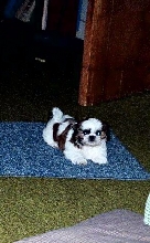 on the rug