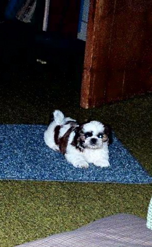 on the rug