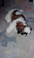 sleepy boy
