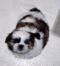Little Rikki