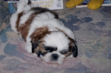 sleepy dog