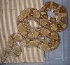 Weasley 2-07 in cage