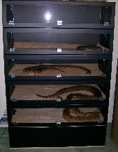 07 female breeder stack