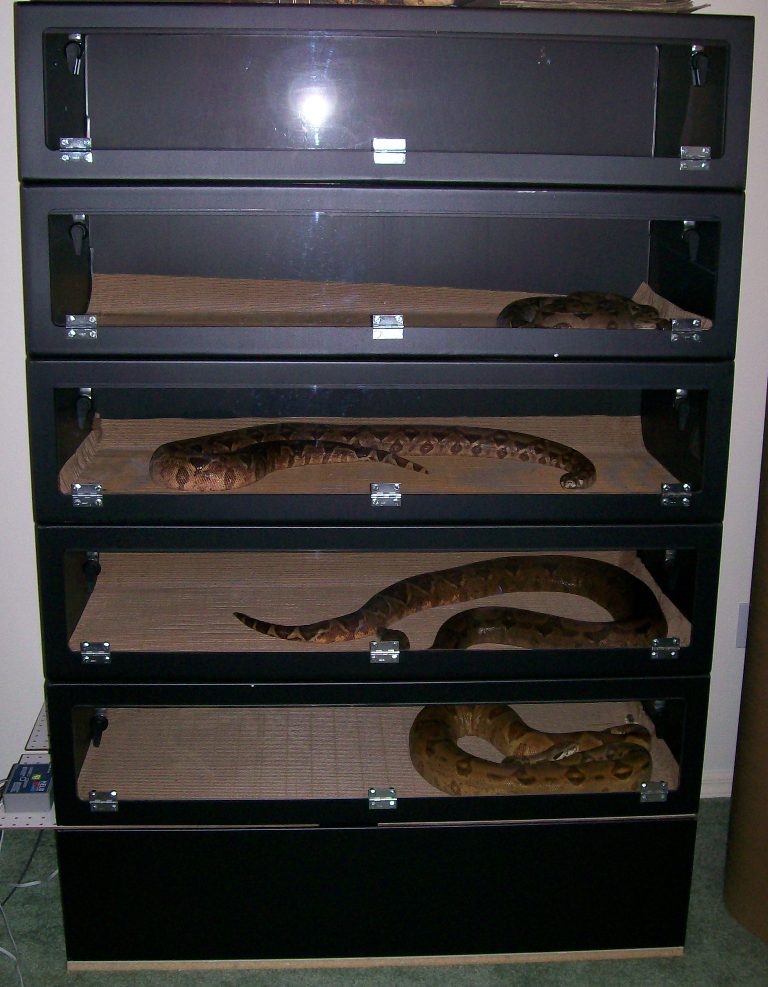 07 female breeder stack