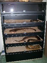 04 female breeder stack 2