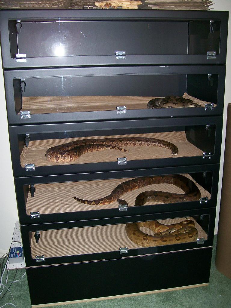 04 female breeder stack 2