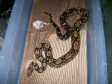 Lemonade 6-07 in cage with shed