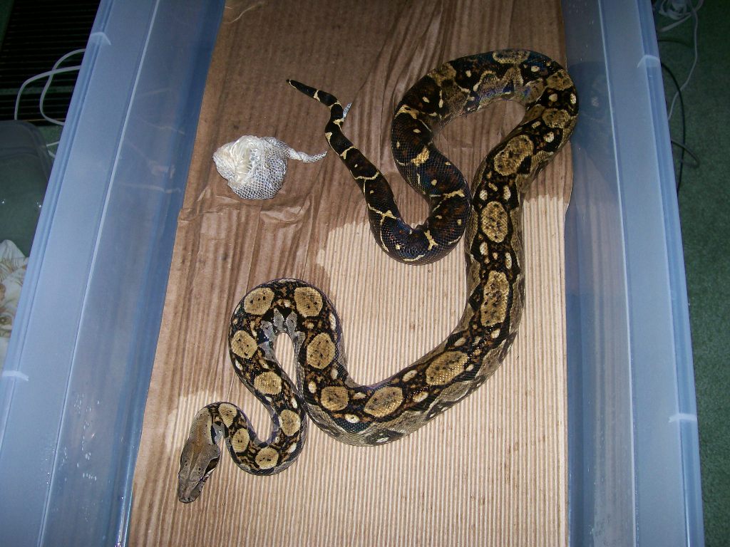 Lemonade 6-07 in cage with shed
