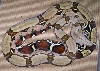 04 female suri 2.1