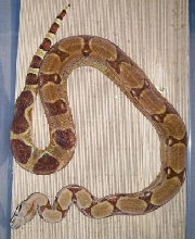 Caramello 2-07 in cage