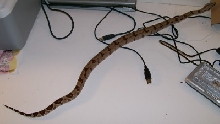 Puppy 2-07 on white board body stretched out on cords