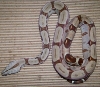 05 50% suri hypo