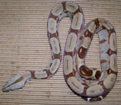 05 50% suri hypo