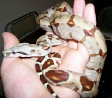 05 50% suri hypo hand